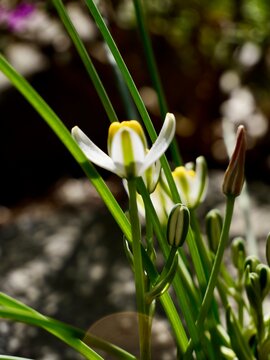 Albuca humilis, a slime lily, flowering in the Czech Republic