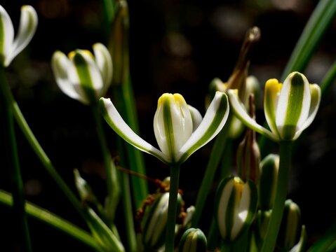 Albuca humilis, a slime lily, flowering in the Czech Republic