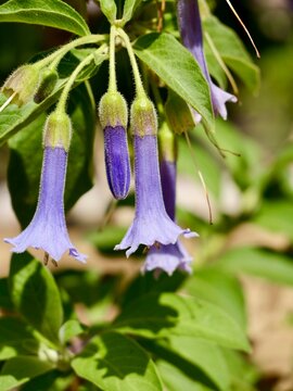 Blue angel's trumpet (Eriolarynx australis, syn. Iochroma australe) flowering in the Czech Republic