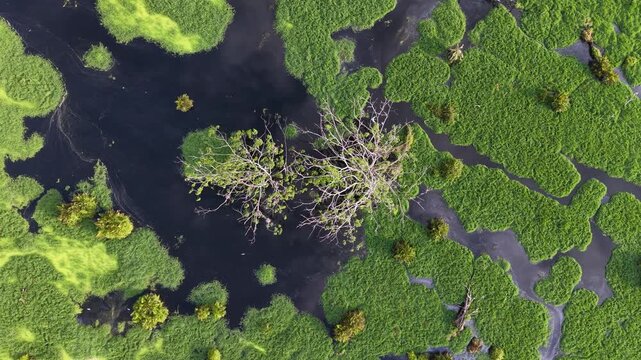 Aerial view of swampy wetland with green moss and dead tree branches