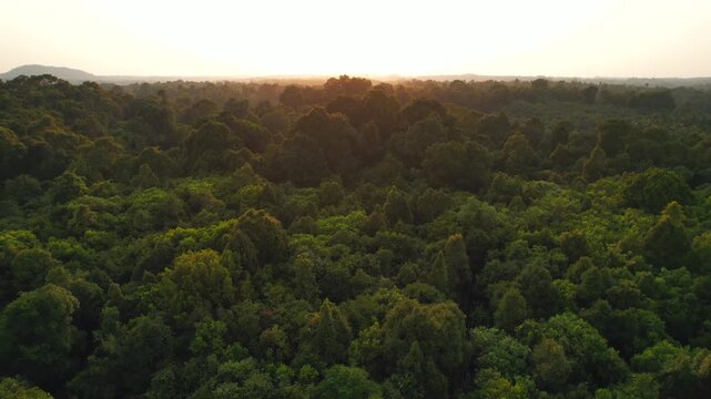 Forest, Western Ghat, Nature Background