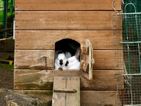 Domestic rabbits (Oryctolagus cuniculus) in a wooden rabbit hutch on a farm