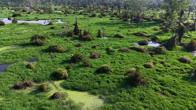 Aerial view of lush green wetland with water patches and scattered bushes