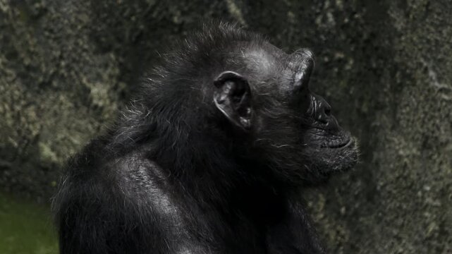 close up of a female chimpanzee's face, her facial expression looks sad, her eyes look pleading, rocks in the background
