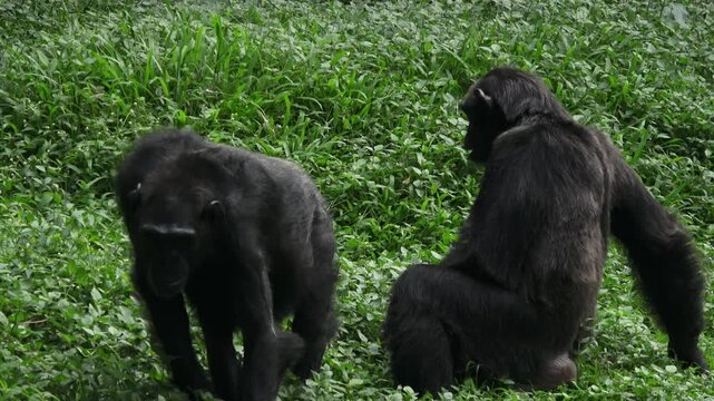 a female chimpanzee and a male chimpanzee, just sitting on the grass.
