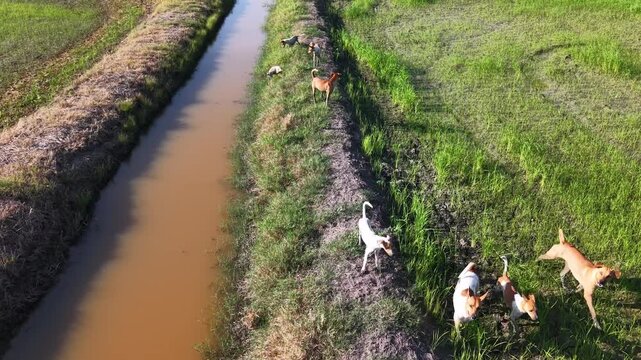 Aerial view of six stray dogs walking along dirt path beside muddy water canal