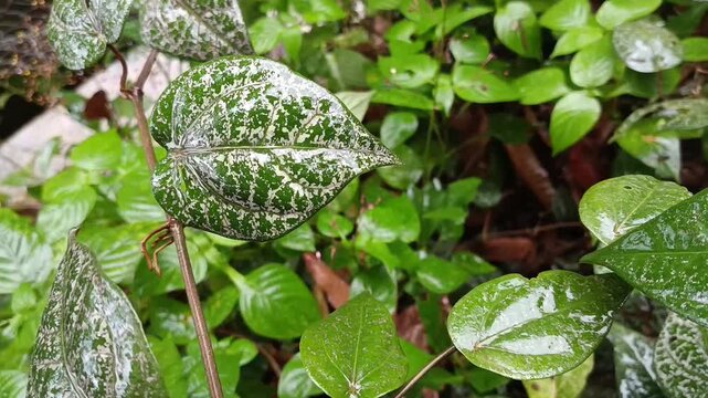 Close Up of Red Betel Leaf (Piper crocatum) Tropical Medicinal Plant