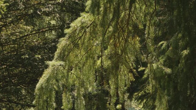 Large fir tree blowing in the wind in slow motion scenery stock footage