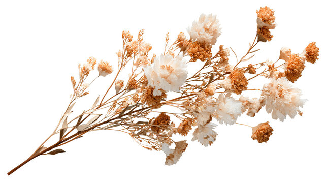 Dried floral sprig arrangement, earth tones, minimalist bohemian style, isolated on transparent background