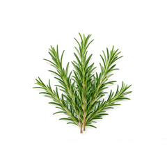 Fototapeta premium Fresh Rosemary Sprigs Isolated on White Background
