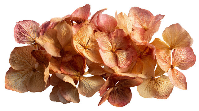 Dried hydrangea petals in muted vintage tones, delicate texture, isolated on transparent background