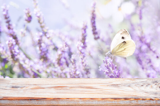 Wooden table top standing in front of blurred blooming lavender meadow with butterfly
