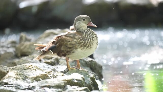 Brown duck standing on rocky shore near water reflecting sunlight