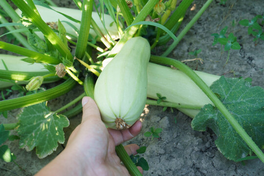 harvesting zucchini and making waffles from it