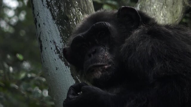 a male chimpanzee sitting on a large tree branch, seen from below, medium shot 3
