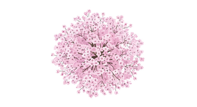 Pink cherry blossom tree top view, blooming sakura floral vector illustration, spring garden plant isolated on white background