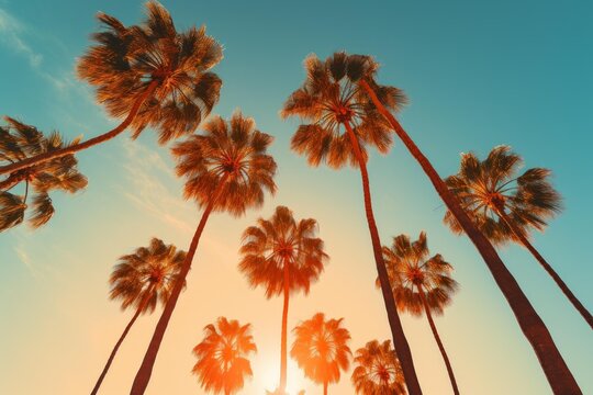 Palm trees silhouetted against a golden hour sky, creating a tropical summer atmosphere