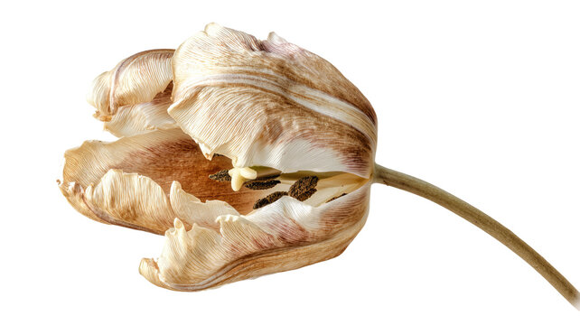 Pressed rose on paper PNG isolated on transparent background