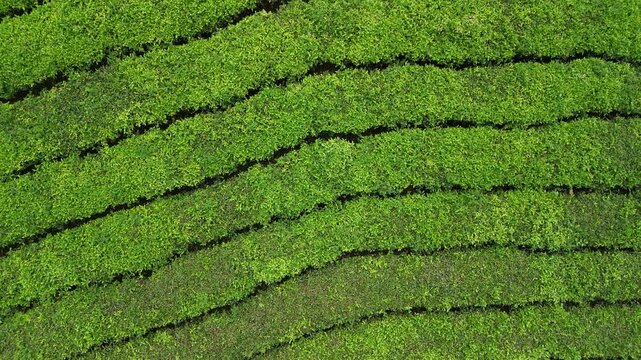 Aerial view of lush green tea plantation rows following the contours of the hills in West Java, Indonesia.