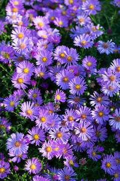 Floral background with flowering violet-blue bushy asters close up, aster flowers close up with dew drops blooming in early morning, violet blue asters blooming in garden in autumn time 