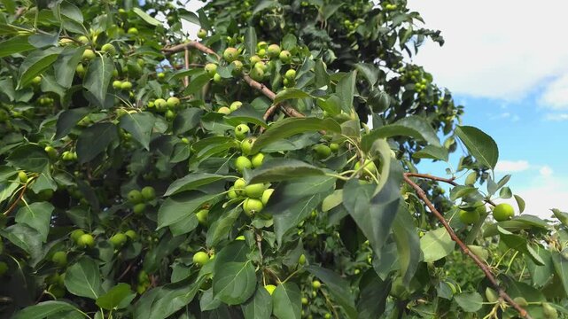 Unripe green apples on Sievers apple tree (Malus sieversii) swaying in wind, beautiful fresh fruit on branch, summer nature background