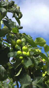 Unripe green apples on Sievers apple tree (Malus sieversii) swaying in wind, beautiful fresh fruit on branch, summer nature background