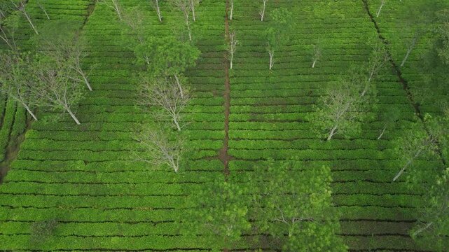 Aerial view of lush green tea plantation rows with scattered trees in the highlands of West Java, Indonesia.