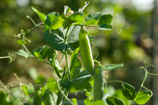 Fresh pea pods growing on a healthy plant in warm sunlight with natural bokeh, representing organic gardening and fresh harvest.
