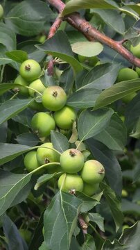 Close-up of unripe Sievers apple (Malus sieversii) on a branch swaying in the wind, wild apple tree, summer nature background