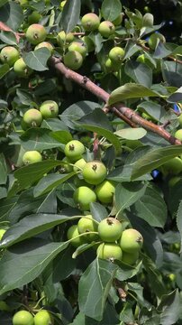 Close-up of unripe Sievers apple (Malus sieversii) on a branch swaying in the wind, wild apple tree, summer nature background