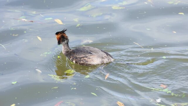 Great crested grebe, Podiceps cristatus, with breeding plumage swimming peacefully in a lake leaving a gentle wake in the water on a sunny day