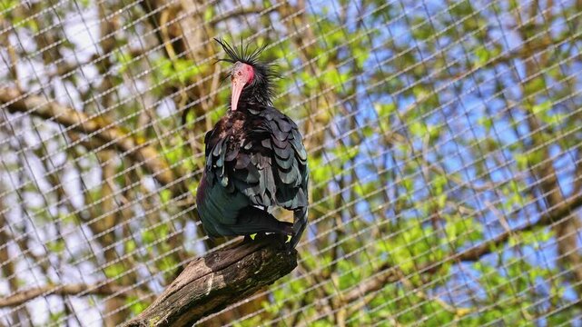 The northern bald ibis, hermit ibis, or waldrapp lat.Geronticus eremita is a migratory bird found in barren, semi-desert or rocky habitats, often close to running water.