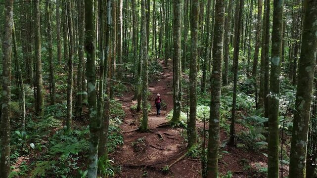 Aerial view of a person walking along a narrow dirt trail through a dense tropical forest with tall trees and lush green ferns in West Java, Indonesia.