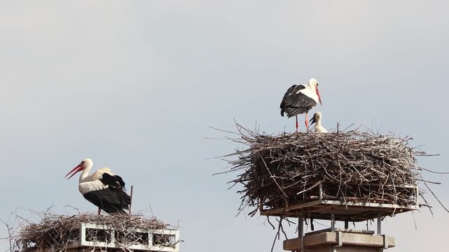 White Stork, Ciconia ciconia with small babies on the nest in Oettingen, Swabia, Bavaria, Germany in Europe. Ciconia ciconia is a bird in the stork family Ciconiidae.Its plumage is mainly white