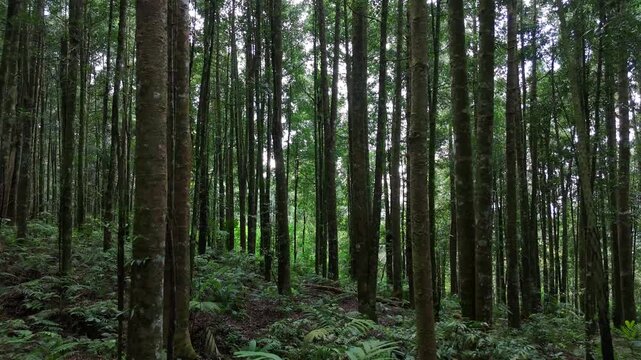 Aerial view of a dense tropical forest with tall slender trees and lush green ferns on the forest floor in West Java, Indonesia.