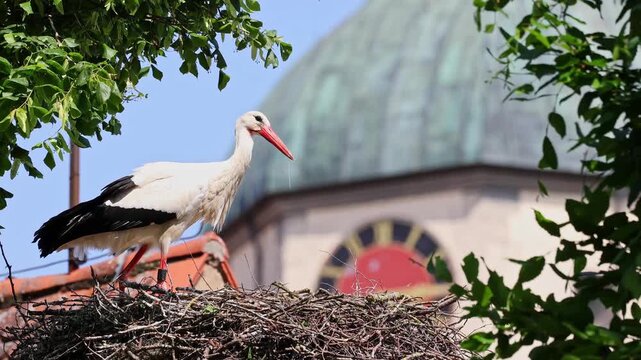 White Stork, Ciconia ciconia with small babies on the nest in Oettingen, Swabia, Bavaria, Germany in Europe. Ciconia ciconia is a bird in the stork family Ciconiidae.Its plumage is mainly white