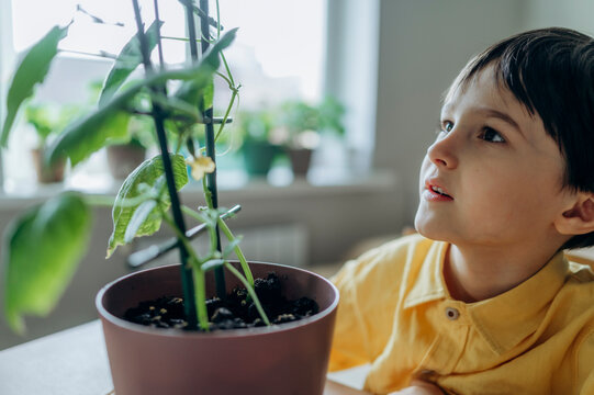 Curious boy observing potted cucumber plant growing indoors at home