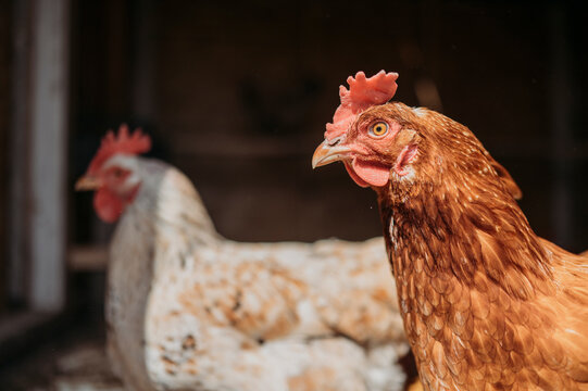 Chickens in farm at sunny day