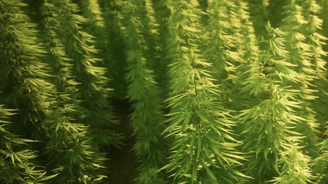 Green cannabis plants are growing closely together in a greenhouse. The plants reach towards the sunlight, showing healthy green leaves. The setting is bright and warm.