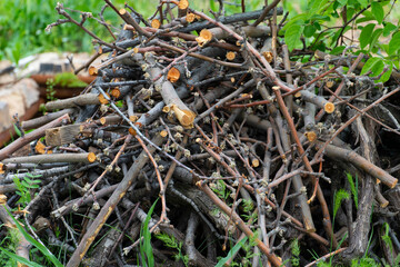 Fototapeta premium Pile of Dry Tree Branches and Wooden Sticks Outdoors