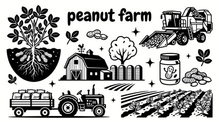 peanut plants growing across fertile agricultural farmland with harvesting season rural countryside scenery healthy soil and sustainable crop cultivation environment © Ethan