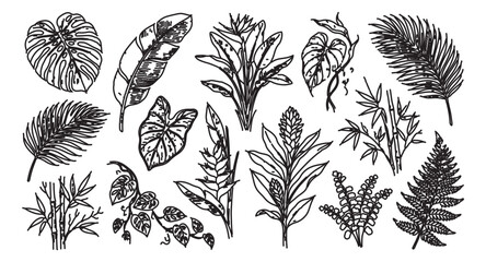 Vintage tropical leaves hand drawn vector set, black ink botanical foliage illustrations, exotic jungle plant sketches for wedding invitations © Rehman