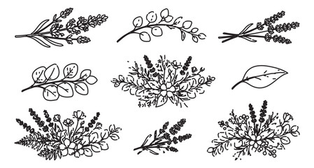 Hand drawn lavender and eucalyptus botanical set, black ink floral sketches, minimalist wildflower bouquet vector elements for wedding stationery © Rehman