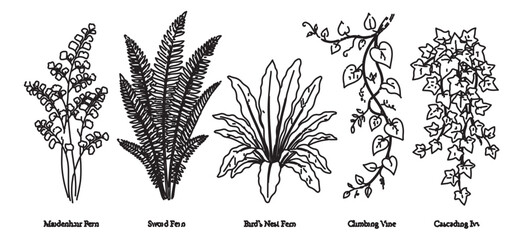 Vintage botanical illustrations of ferns and vines, set of 5 hand drawn black ink plant vectors, maidenhair and sword fern sketches for nature design © Rehman