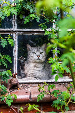 Domestic cat looking through an old shed window