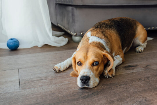 Dog lying on floor at home