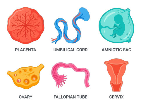 Educational set of female reproductive system anatomy icons featuring placenta umbilical cord amniotic sac ovary fallopian tube and cervix on white background