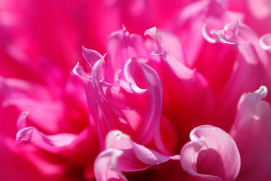 Extreme close-up of pink dahlia