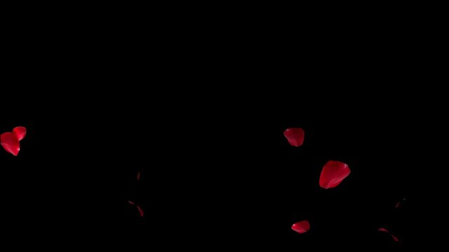 Falling rose petals with alpha channel. Animation of falling rose petals seamless loop. Red rose petals on a transparent chroma key bg. 4K UHD 3840x2160 3D render high quality. Falling bright red rose