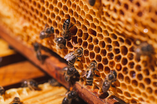 Honeycomb with honey bees and beeswax